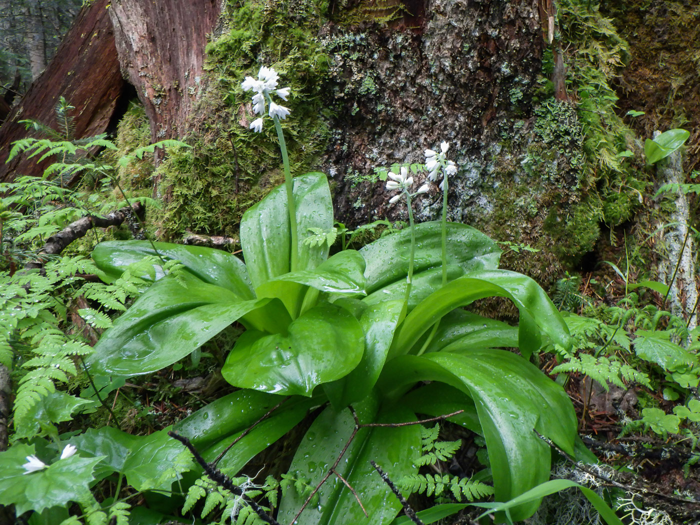 Изображение особи Clintonia udensis.