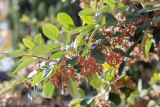genus Cotoneaster. Верхушка плодоносящей ветви. Крым, Южный Берег, пос. Партенит, в культуре. 23.10.2025.