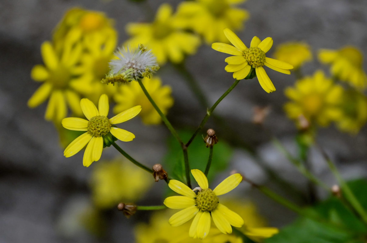 Изображение особи Sinosenecio oldhamianus.