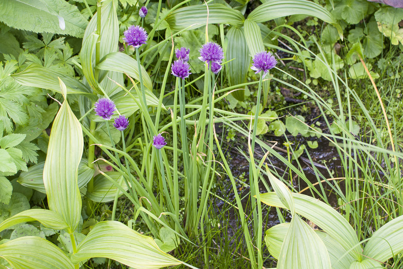 Image of Allium schoenoprasum specimen.