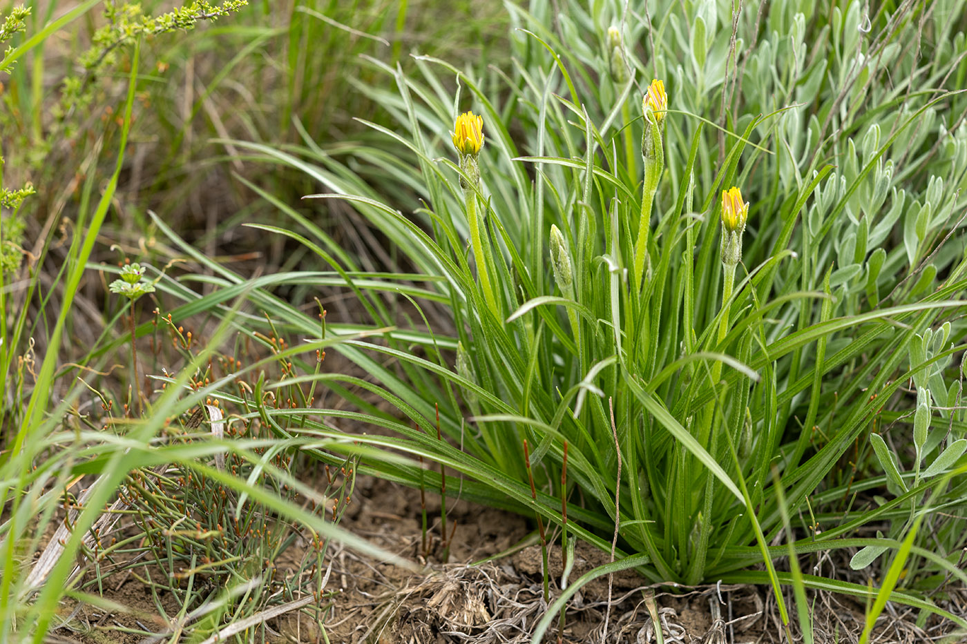 Изображение особи Scorzonera mollis.