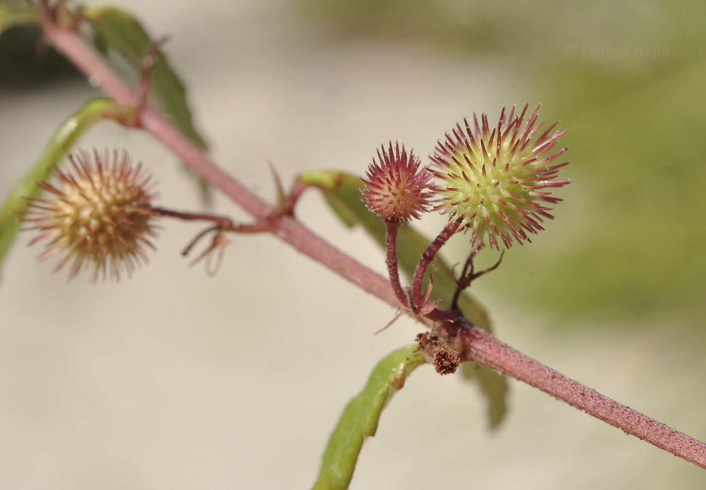 Image of genus Triumfetta specimen.