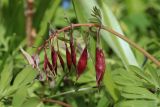 Corydalis solida. Соплодие (красноплодная форма). Ленинградская обл., Ломоносовский р-н, дер. Дубки, дачный участок. 01.05.2026.