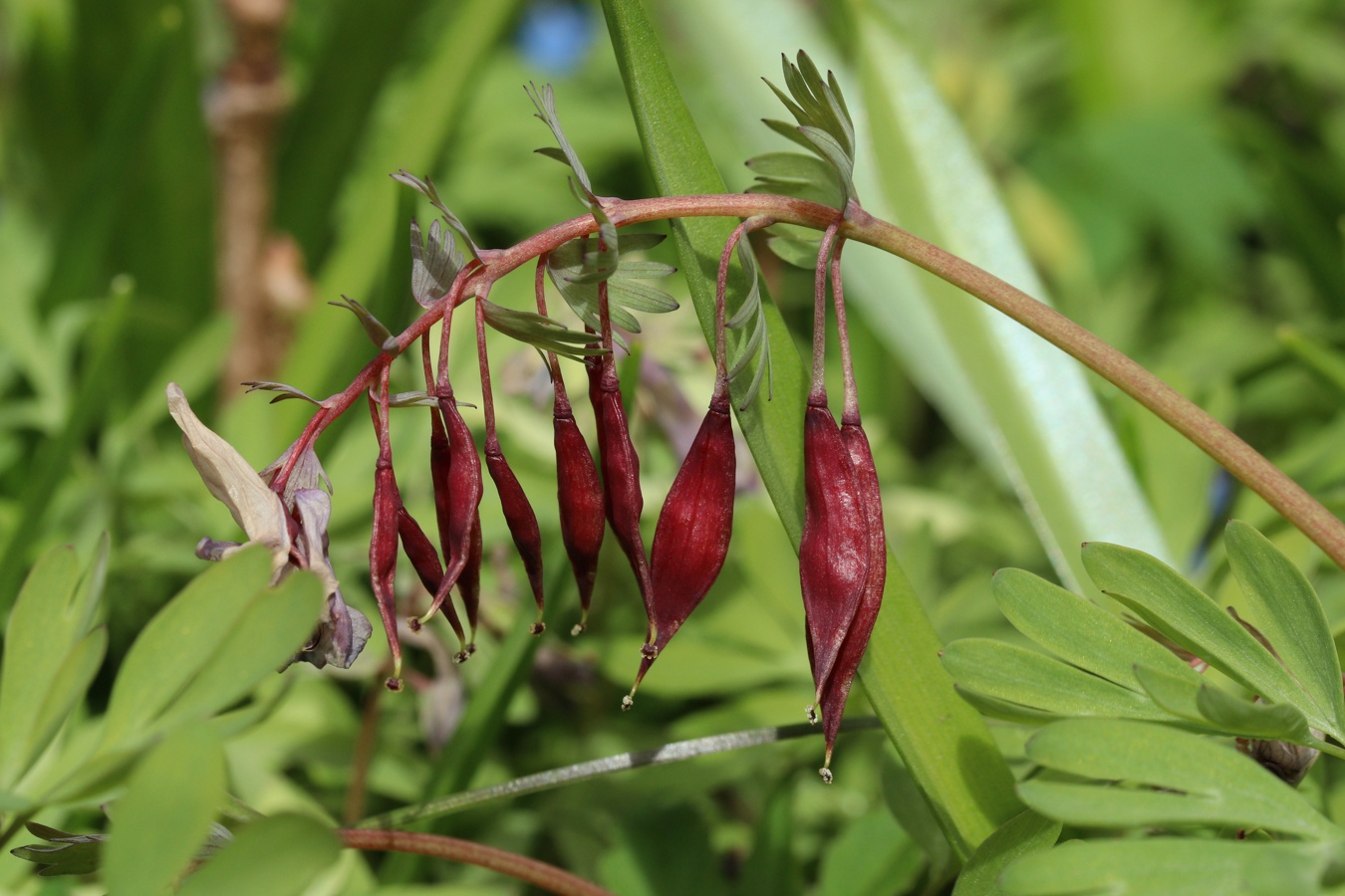 Image of Corydalis solida specimen.