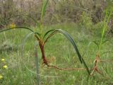 Carex cuspidata. Нижняя часть выкопанного растения. Крым, Балаклава, приморский склон. 1 мая 2011 г.