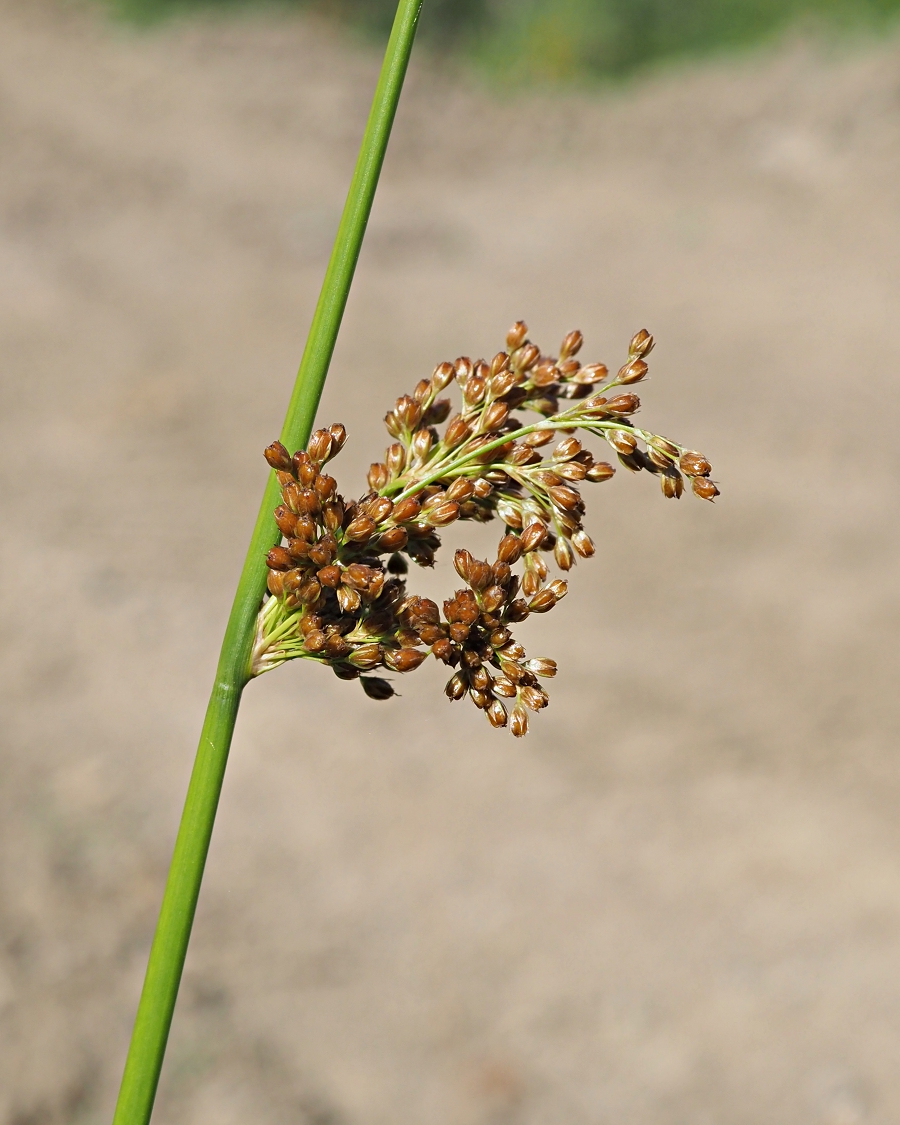 Image of Juncus effusus specimen.