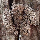 division Ascomycota