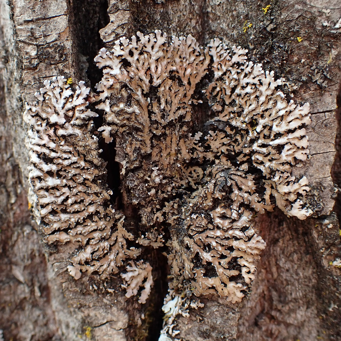 Image of division Ascomycota specimen.