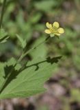 Geum urbanum. Часть побега. Испания, Каталония, пров. Барселона, комарка Осона, муниципалитет Виланова-де-Сау, водохранилище Сау, просека в смешанном лесу. 31.05.2026.