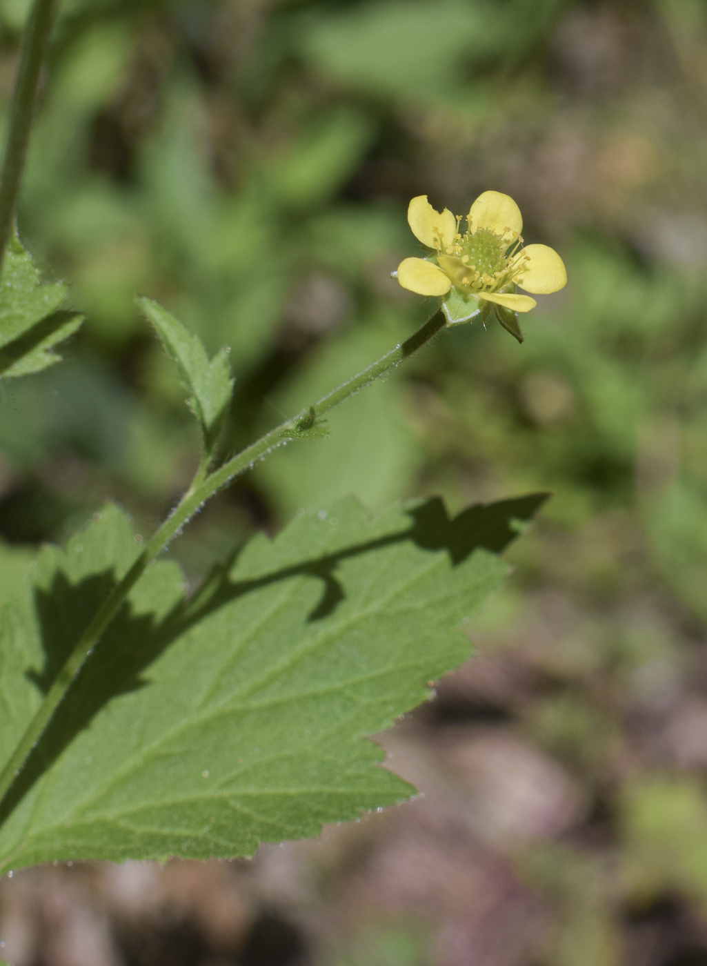 Image of Geum urbanum specimen.