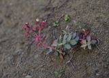 genus Euphorbia. Вегетирующее (?) растение. Грузия, край Самцхе-Джавахети, Ахалцихский муниципалитет, левый борт р. Цинубанисцкали, 300 м от горячего источника Цинубани, крутой склон. 9 июня 2026 г.