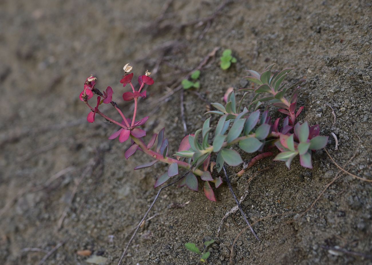 Image of genus Euphorbia specimen.