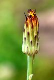 Leontodon hispidus