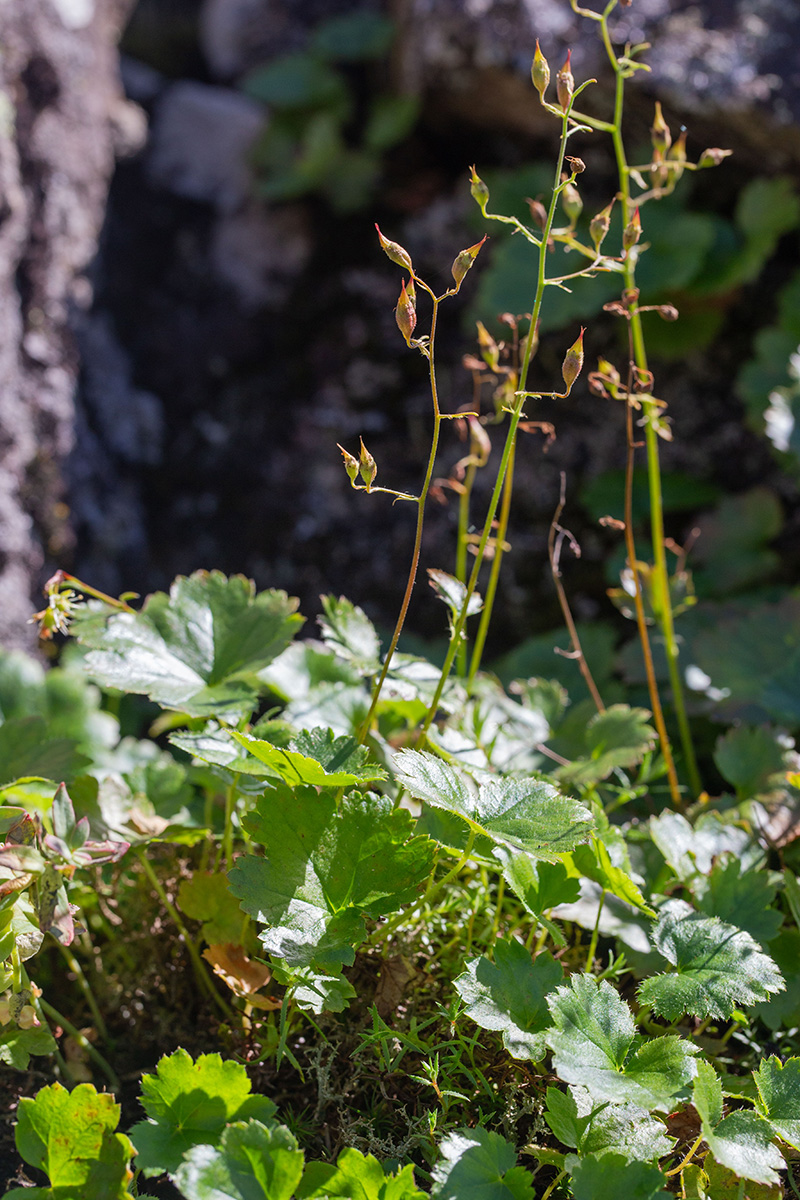 Image of Saxifraga sichotensis specimen.