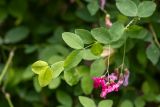 Lathyrus roseus. Веточка с листьями и цветками. Краснодарский край, Туапсинский р-н, дол. р. Гунайка, широколиственный лес. 12.06.2026.
