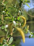 Salix euxina