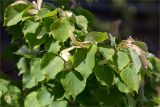 Tilia cordata. Часть веточки с незрелыми соплодиями. Татарстан, Волжско-Камский запов., о. Буровая Стрелка, песчаный пляж у подножия обрывистого берега. 04.06.2026.