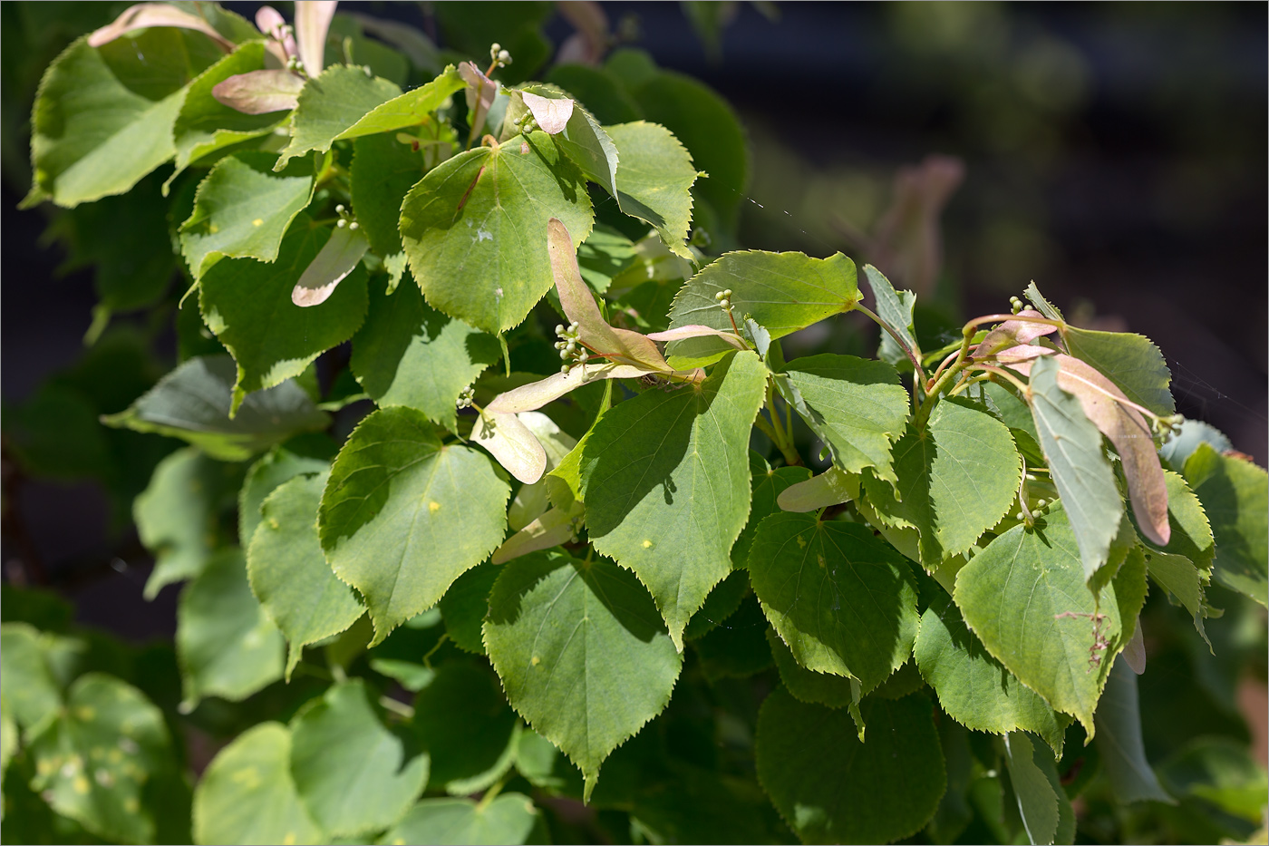 Изображение особи Tilia cordata.