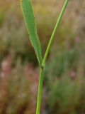 Bromopsis pumpelliana. Часть стебля с местом прикрепления листовой пластинки. Полярный Урал, пойма р. Большой Ханмей, луг. 16.08.2026.