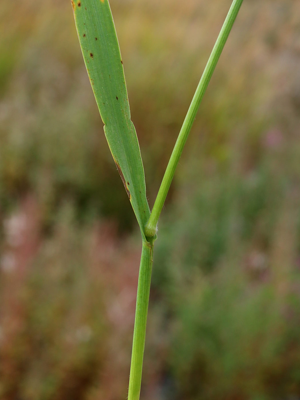 Изображение особи Bromopsis pumpelliana.
