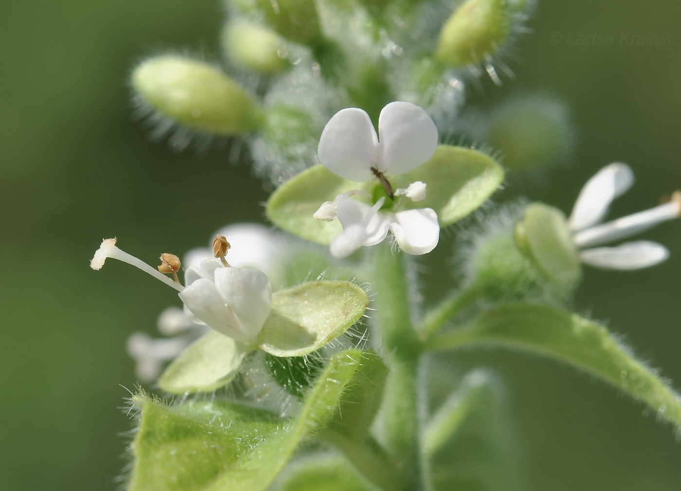 Изображение особи Circaea cordata.