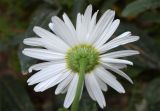 Leucanthemum maximum. Соцветие (вид со стороны обёртки). Узбекистан, Ташкентская обл., зап. отр. Чаткальского хр., окр. кишлака Учтерак, зона отдыха «Дустлик», в культуре. 26.09.2026.