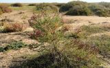 Kalidium foliatum. Плодоносящее растение. Астраханская обл., Наримановский р-н, окр. с. Николаевка, обсохшая западная часть ложа солёного ильменя Камышовый, солянково-сарсазанное растительное сообщество. 06.10.2026.