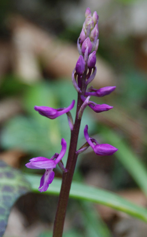 Изображение особи Orchis mascula.