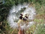 Lactuca tuberosa