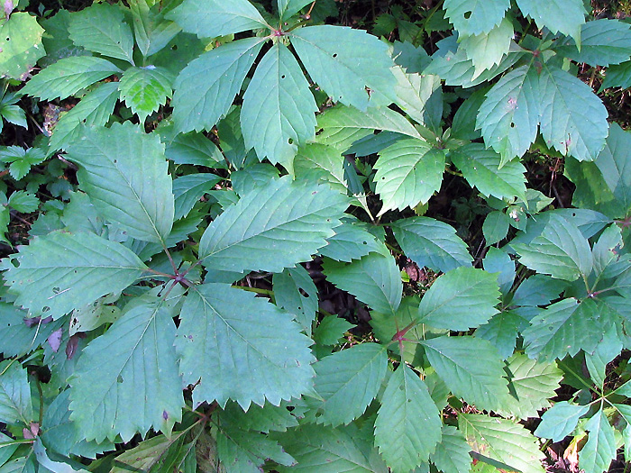 Image of Parthenocissus quinquefolia specimen.