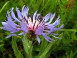 Centaurea fuscomarginata. Соцветие. Крым, Симферополь, Долгоруковская яйла. 26 июня 2011 г.