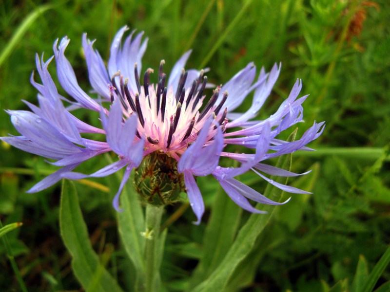 Image of Centaurea fuscomarginata specimen.