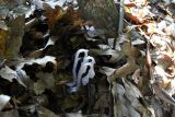 Monotropa