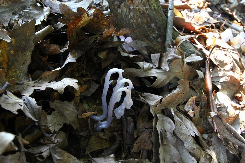 Image of Monotropa uniflora specimen.