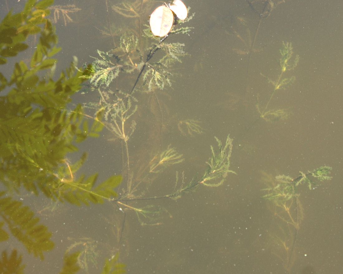 Image of Najas major specimen.