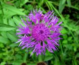 Centaurea carpatica. Соцветие-корзинка. Украина, Ивано-Франковская обл., Косовский р-н, с. Пистынь, луг. 26 июня 2011 г.