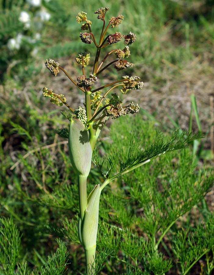 Изображение особи Ferula karatavica.