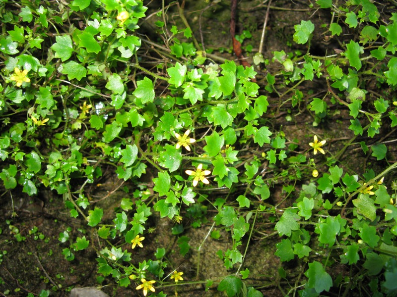 Изображение особи Saxifraga cymbalaria.