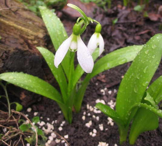 Image of Galanthus platyphyllus specimen.