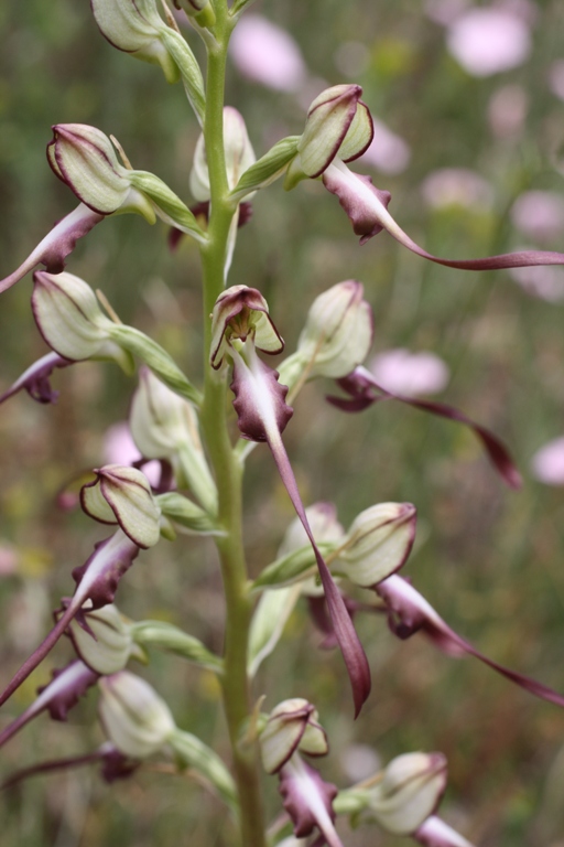 Изображение особи Himantoglossum caprinum.