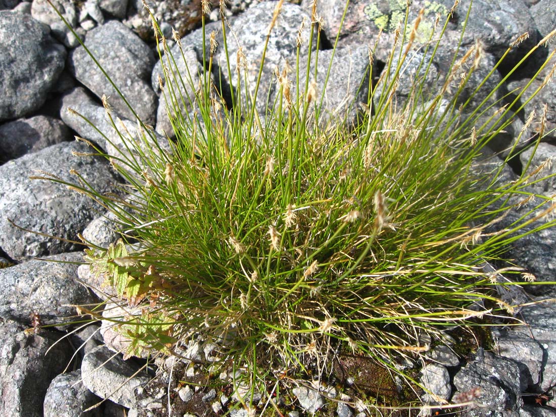 Изображение особи Carex parallela.