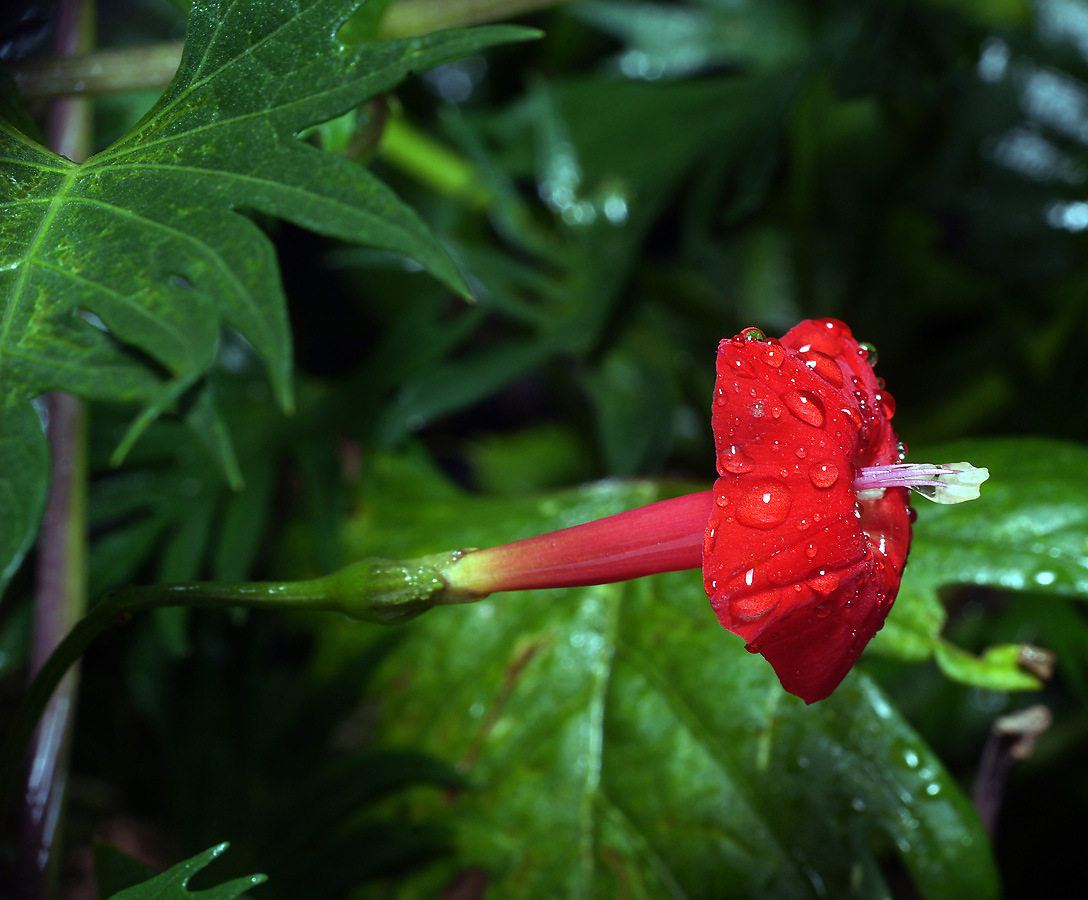 Image of Ipomoea × multifida specimen.