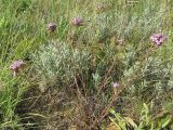 Dianthus pseudarmeria