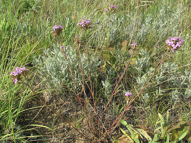 Изображение особи Dianthus pseudarmeria.