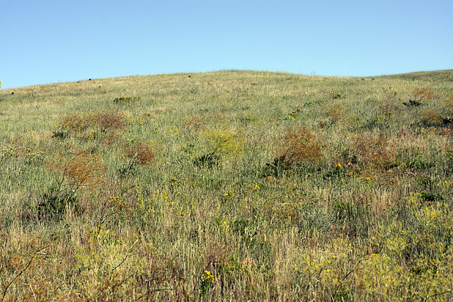 Image of Ferula karatavica specimen.