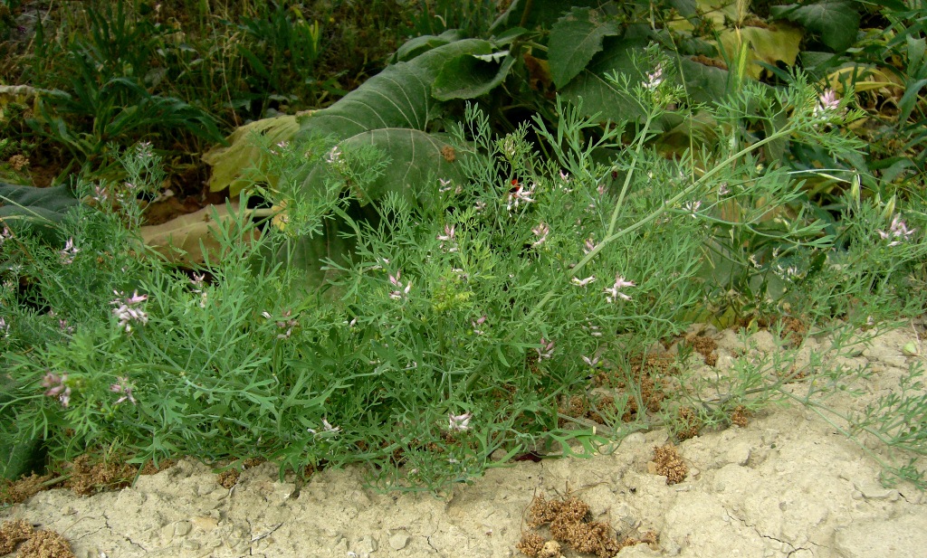 Изображение особи Fumaria indica.