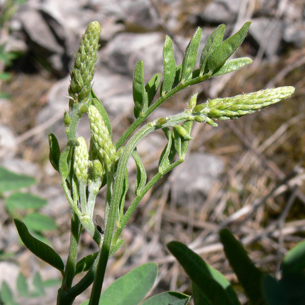 Image of Hedysarum alpinum specimen.