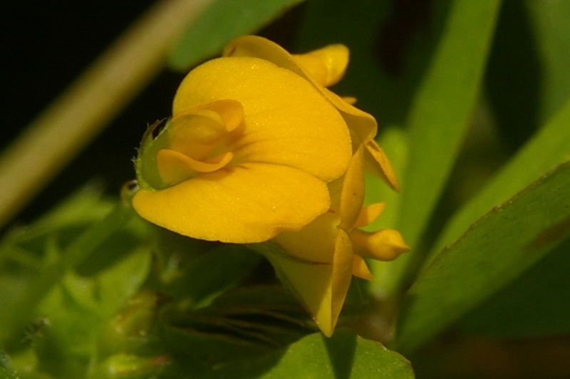 Image of Medicago arabica specimen.