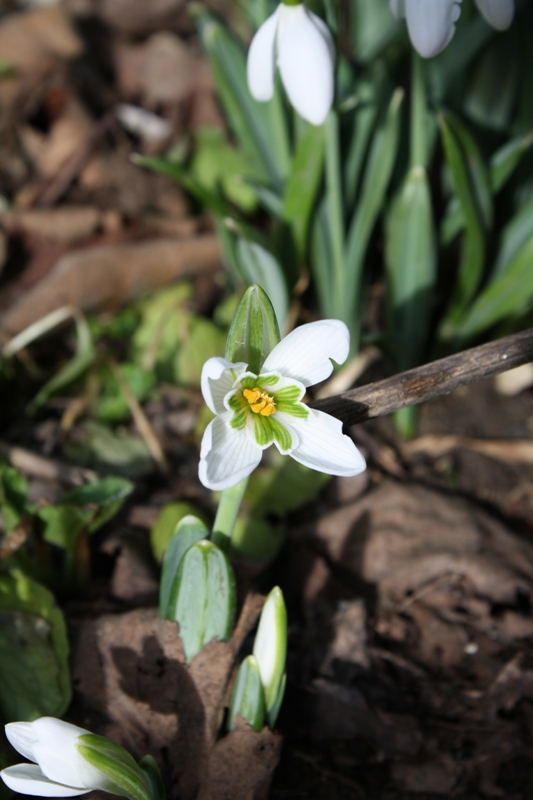 Image of Galanthus plicatus specimen.