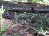 Luzula pallescens. Верхушка плодоносящего растения. Смоленская обл., Смоленский р-н, окр. пос. Каспля, сосновые посадки. 13.06.2011.